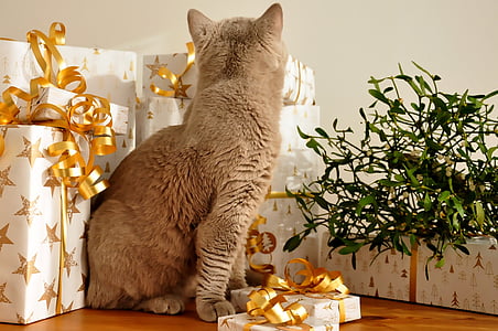 gato, Navidad, regalos, No hay tiempo, británicos de pelo corto, Leonardo, packerl