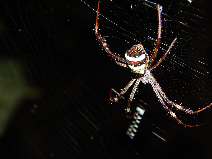 Spider, spider web, putukate, loodus, Ämblikuvõrk, must, Makro