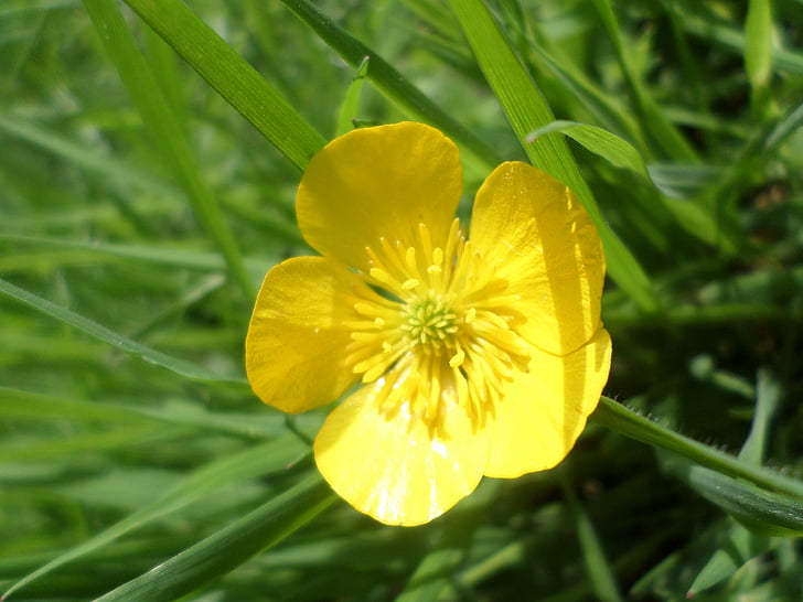 buttercup, yellow, meadow, flower