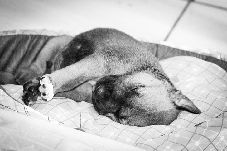 щенок, Спящая