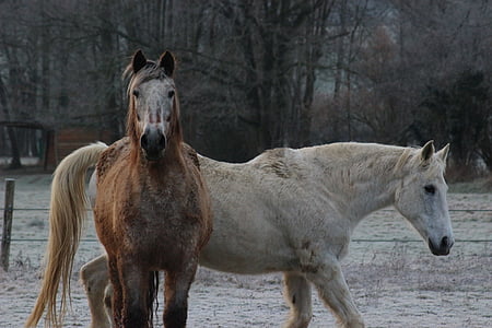 arkliai, šaldymo, žiemą, Béarn, Prancūzija, Pirėnai, gelis