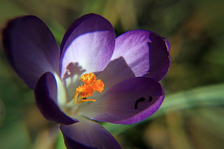 crocus, purple, close, macro, bloom, harbinger of spring, stamp