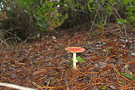 mushroom, forest, nature, autumn, wild, season, natural