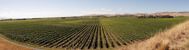 vindyrkning, vinstokke, landbrug, New Zealand, Marlborough, vin, Grapevine landskab