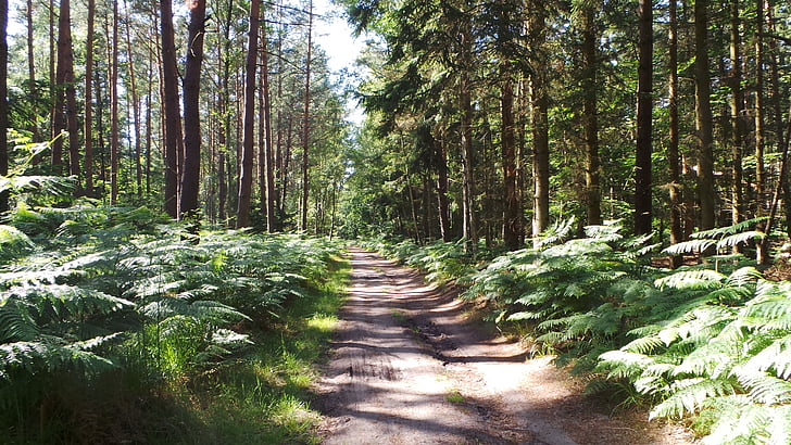 floresta, caminho da floresta, Darß, passeio de bicicleta