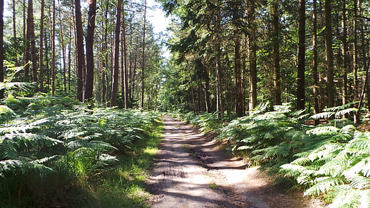šuma, Šumski put, Darß, Biciklistička tura
