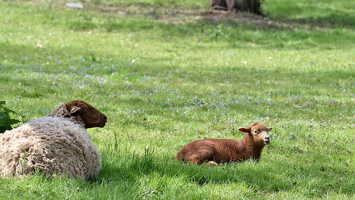 con cừu, động vật, đàn cừu, đàn cừu, cảnh quan, Meadow