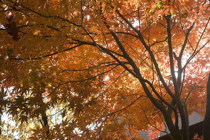 Maple, merah, muncul, daun, buku, Oktober, musim gugur