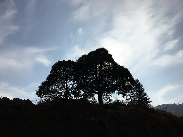 matahari sore, pohon-pohon besar, bayangan, Profil