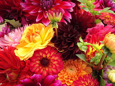 kvety, rôzne druhy, farebné, mamičky, chryzantémy, tulipány, sedmokrásky