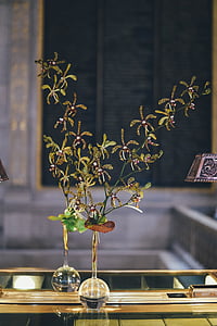decoration, glass, mirror, plant, vase