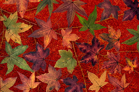 folhas, folhas de árvore, Outono, folha de árvore, folhas de outono, seca, humor