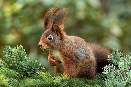 squirrel, attention, ears, cute, garden