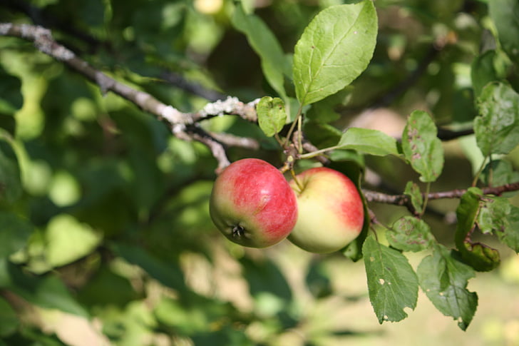 ябълковото дърво, ябълка, плодове, ябълки, пресни, дърво
