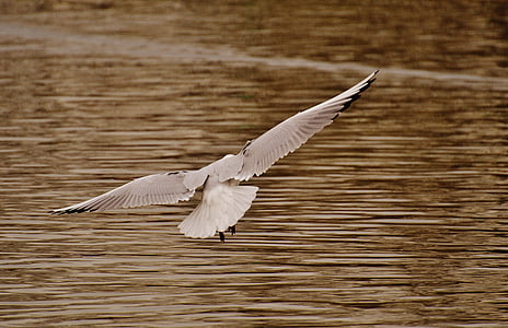 seagull, water bird, fly, flight, lake, water, nature