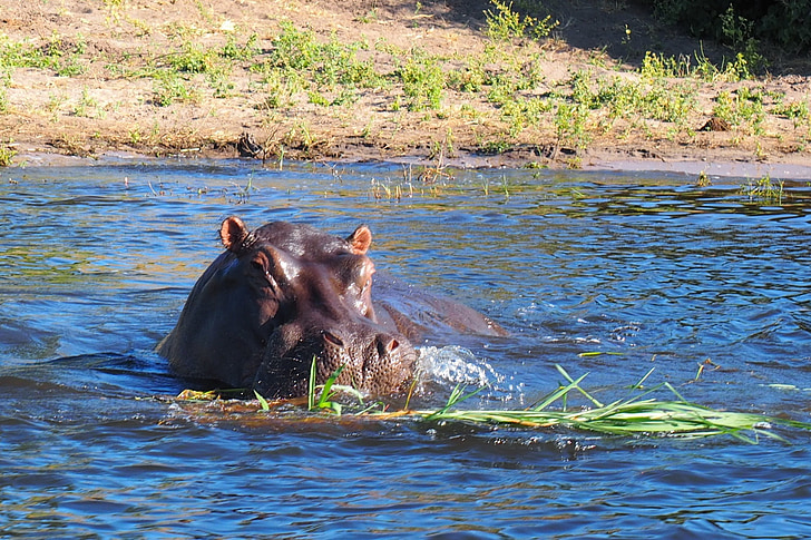 hippo, head, water, animal, animals, natural park, africa