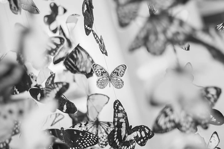 gray, scale, image, assorted, butterflies, butterfly, wings