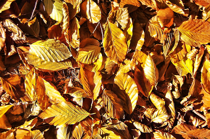hojas, follaje de otoño, bosque, amarillo, color de otoño, otoño dorado, colorido