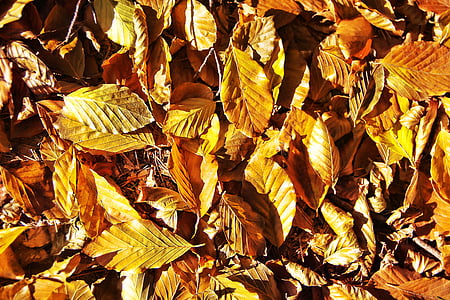 листья, Осенью листва, лес, желтый, цвета осени, Золотая осень, красочные