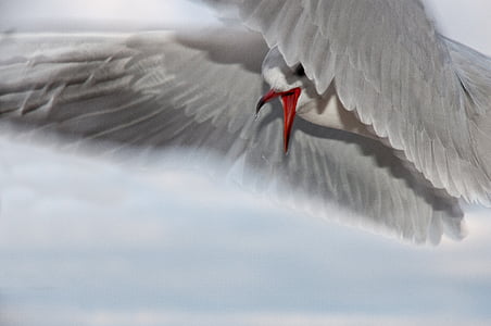 gray, white, bird, flying, animal, Seagull, Close