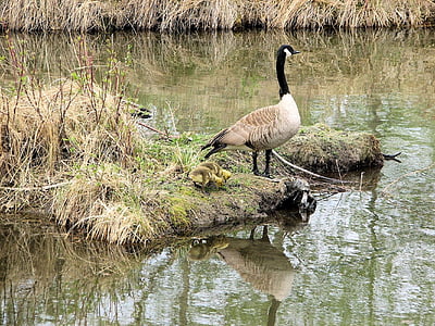 Angsa Kanada, Ibu angsa, goslings, Sanctuary, Kanada