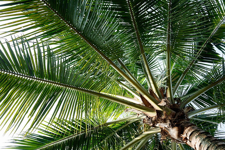 noix de coco, arbre, vert, Tropical, Palm, palmier, feuille de palmier