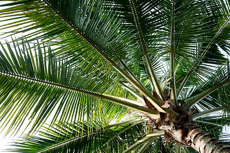 kelapa, pohon, hijau, tropis, Palm, pohon palem, daun lontar