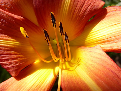 Amarillis, Blume, Blüte, Bloom, Stielen, Makro, Flora