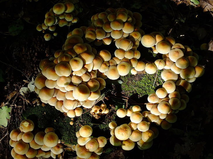 forest, mushrooms, top view