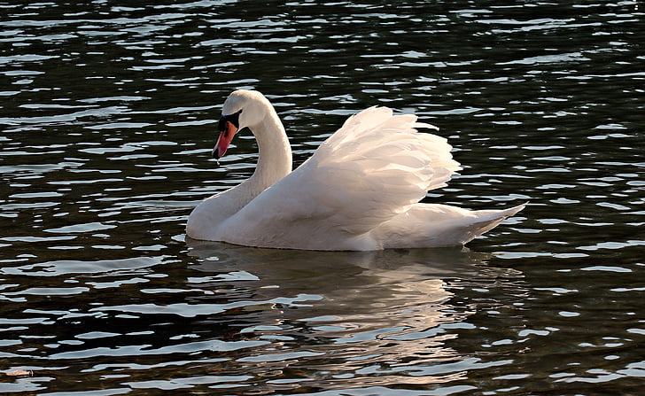 Swan, apa, alb, pasăre de apă, Lacul, natura, lebada alba