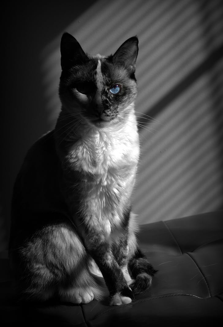 kucing, hewan peliharaan, potret, biru, putih, hitam, Duduk