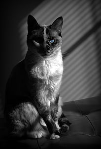 gat, animal de companyia, Retrat, blau, blanc, negre, assegut