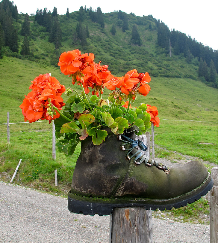 hiking shoes, shoe, mountain shoe, flowers, geranium, mountains, allgäu