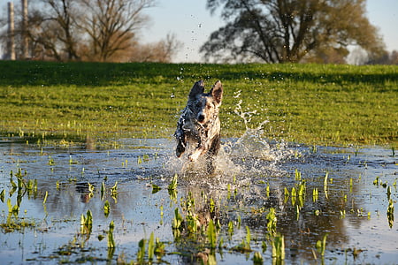 куче, игра, действие, хибридни, плуване, мокър, вода