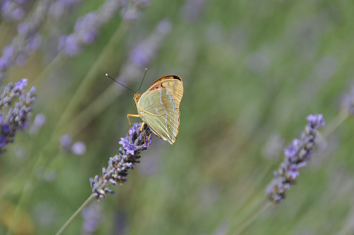 butterfly, lavender, nature, flowers, flower
