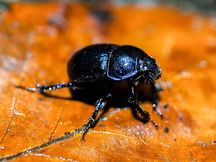 ground beetles, beetle, insect, nature, animal