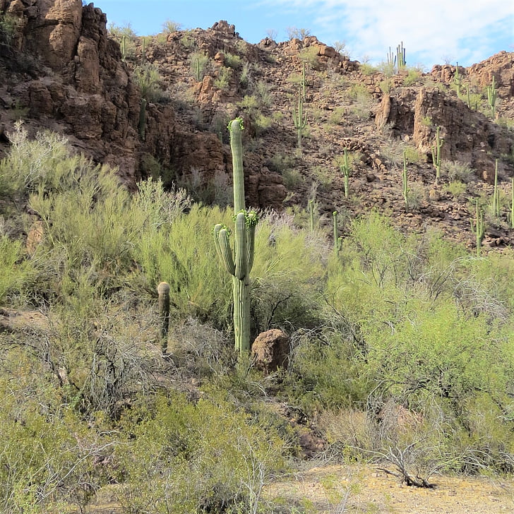Kaktus, Arizona, karnegia olbrzymia, krajobraz, góry, niebo
