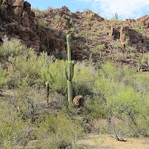 kaktusz, Arizona, Saguaro, táj, hegyi, Sky