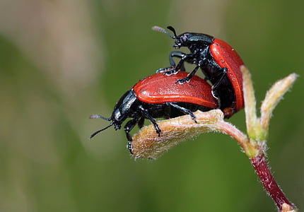 ladybug, beetle, insect, nature, drip, raindrop, dewdrop