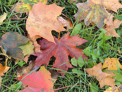 rudenį, Gamta, rudens auksas, lapija, lapų, sezono metu, geltona