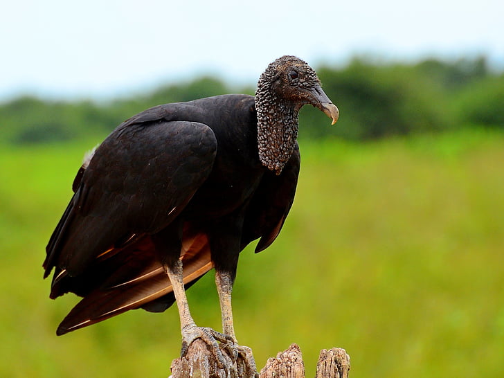 vulture, brazil, the pantanal, bird, animal, nature, animal world