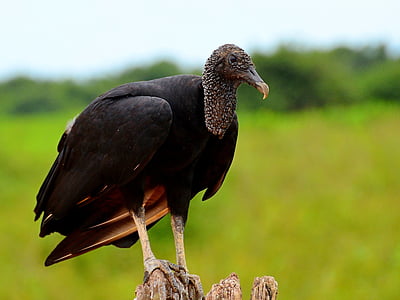 Vautour, Brésil, le pantanal, oiseau, animal, nature, monde animal