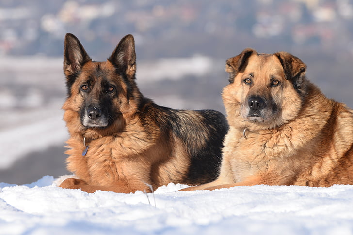 개, 겨울, 눈, 조 경, 애완 동물, 독일 셰퍼드, 동물