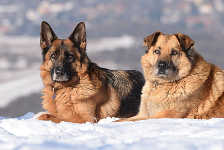 cane, inverno, neve, paesaggio, animali domestici, Pastore tedesco, animale