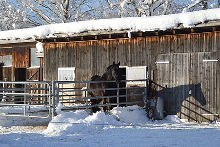 musim dingin, matahari terbit, kuda, bayangan