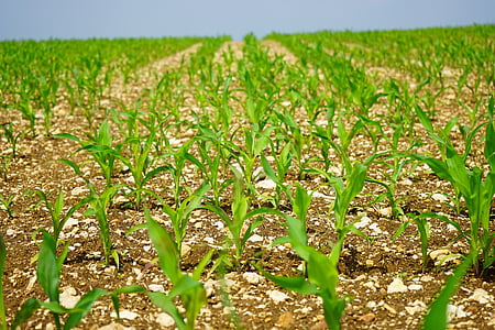 kukuřičné pole, kukuřice, pole, na orné půdě, mladé rostliny, Frisch, zemědělství