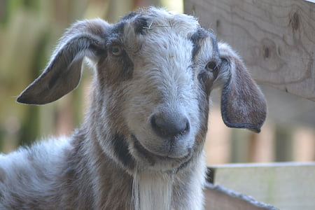 goat, stall, livestock, billy goat, country life, bock, goatee