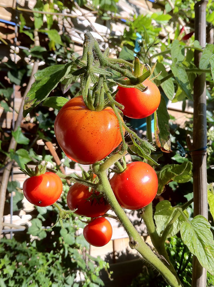 Bush tomate, tomates, arbusto de tomate, fruto de tomate, agricultura, nachtschattengewächs, cultivo de tomate
