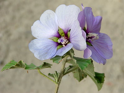 hibiscus mauve, fleur sauvage, fleur, lilas, Purple, nature, plante