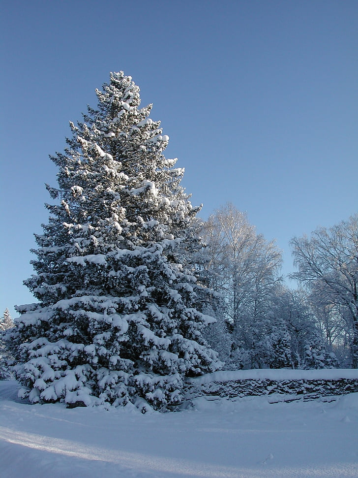 Gran, Spruce, spruce bersalju, musim dingin, Swedia, Roslagen, salju